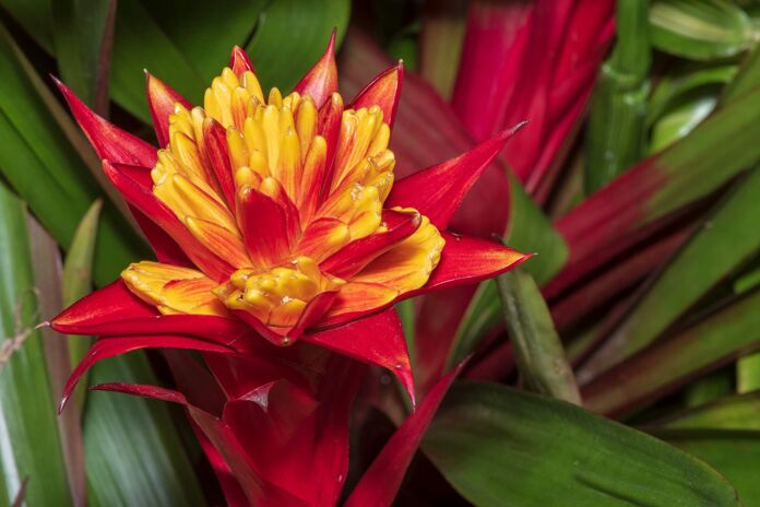 How to grow bromeliads care and recommendations