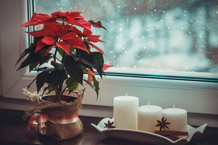 How to insert plants in the Christmas decoration