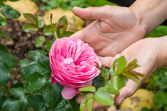 Roses what you should know for their care