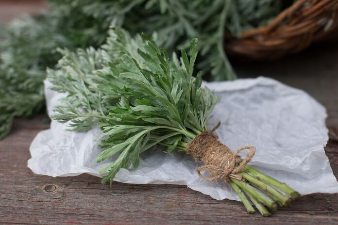 Artemisia characteristics natural uses and precautions