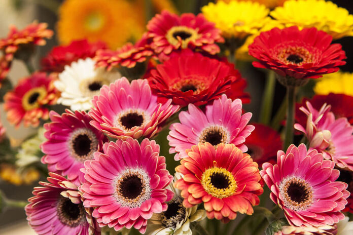tips for taking care of gerberas at home