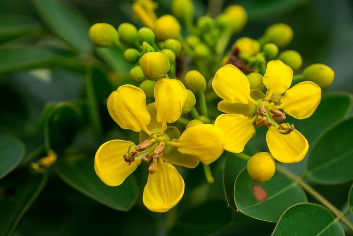 Senna leaf what are its benefits and side effects