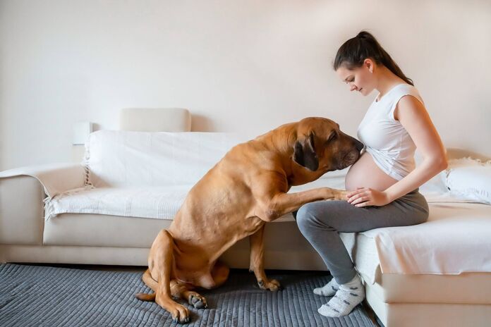 What are the benefits of dogs during pregnancy