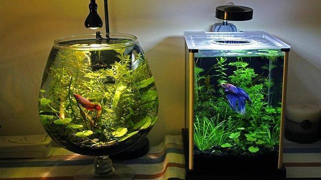 The best way to clean the aquarium