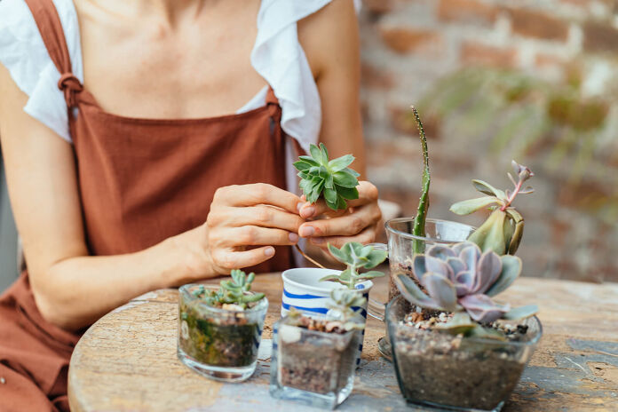 Tips for creating a mini garden