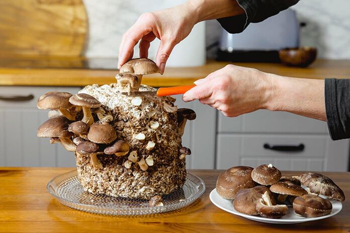 Creating Your Own Edible Mushroom Garden At Home A Beginners