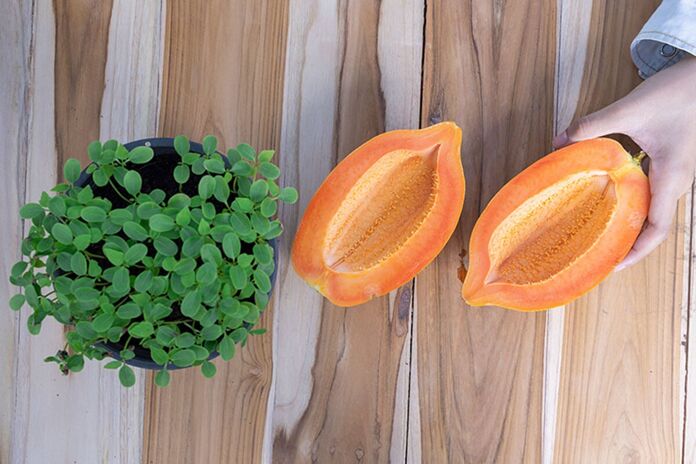 Learn how to grow papaya at home and harvest in