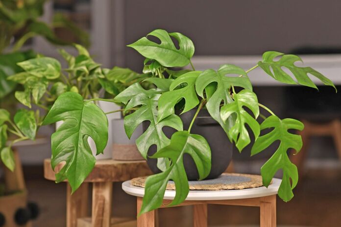 Costata dAdam or cerimano tips for its care and