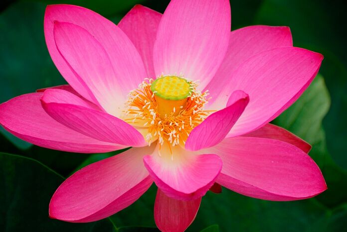 Learn how to germinate the lotus flower at home and