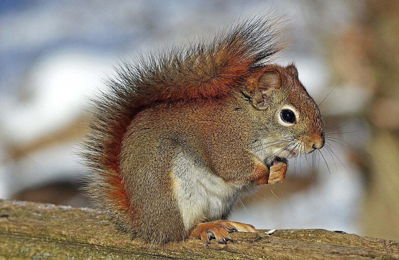 How to attract squirrels to the garden? 8 sure tips » Health & Wellness